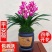 浓香型正品兰花苗带花苞兰花四季开花室内绿植物花卉精品兰花