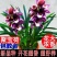 浓香型正品兰花苗带花苞兰花四季开花室内绿植物花卉精品兰花