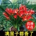 浓香型正品兰花苗带花苞兰花四季开花室内绿植物花卉精品兰花