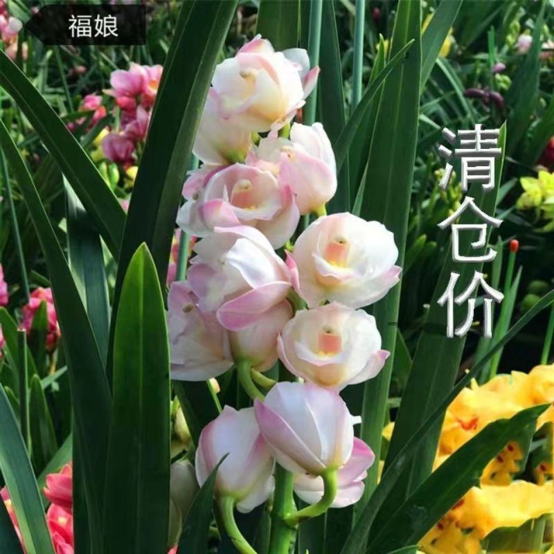 浓香型正品兰花苗带花苞兰花四季开花室内绿植物花卉精品兰花