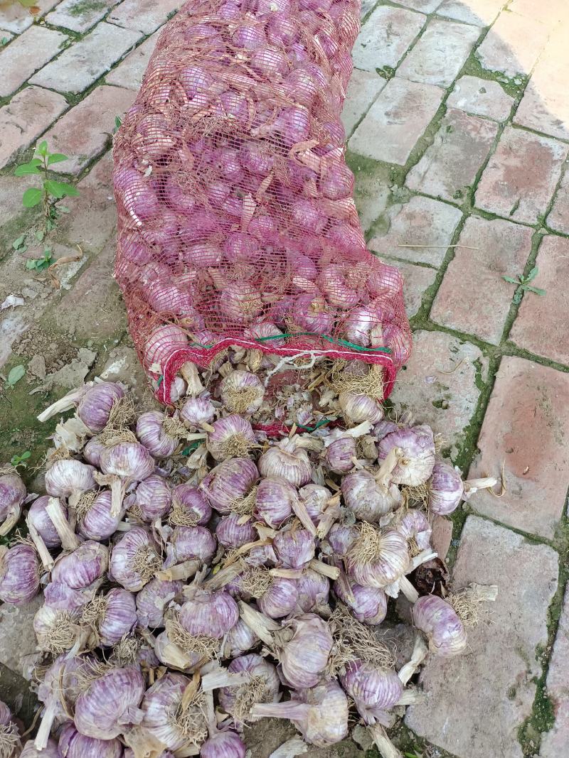 蒜种