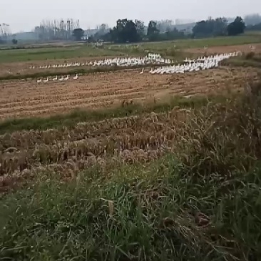 鹅