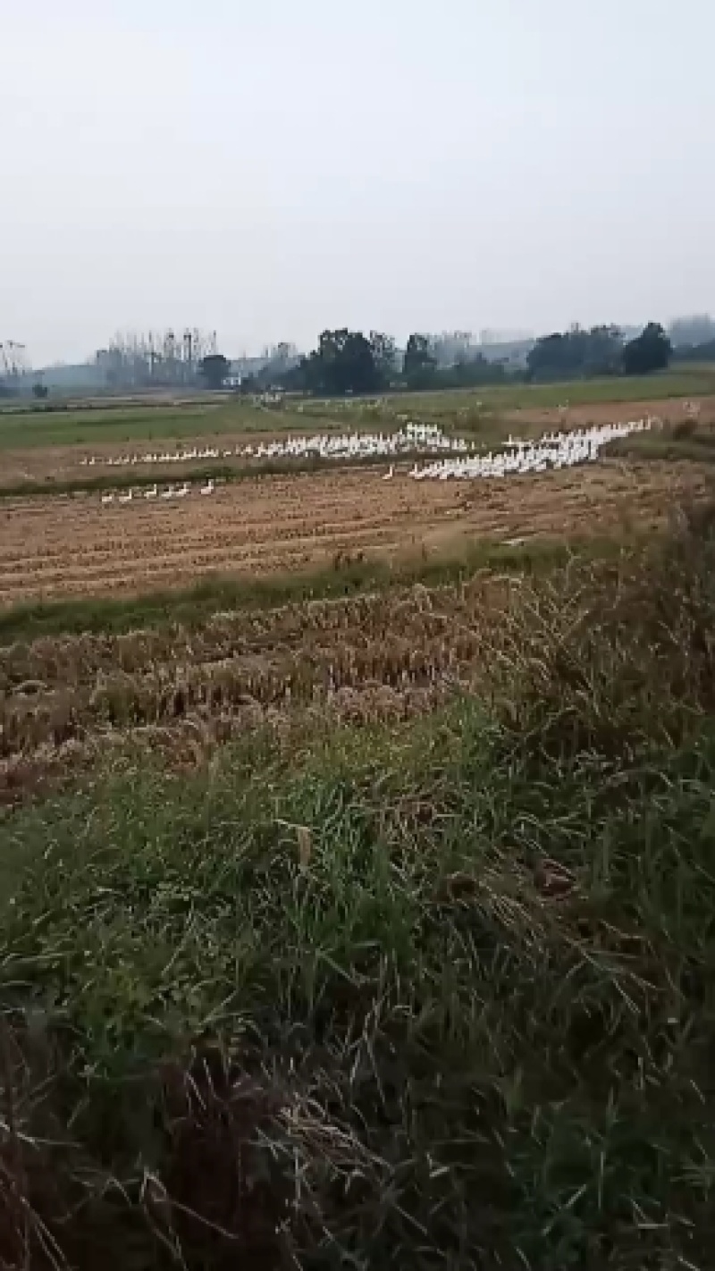 鹅