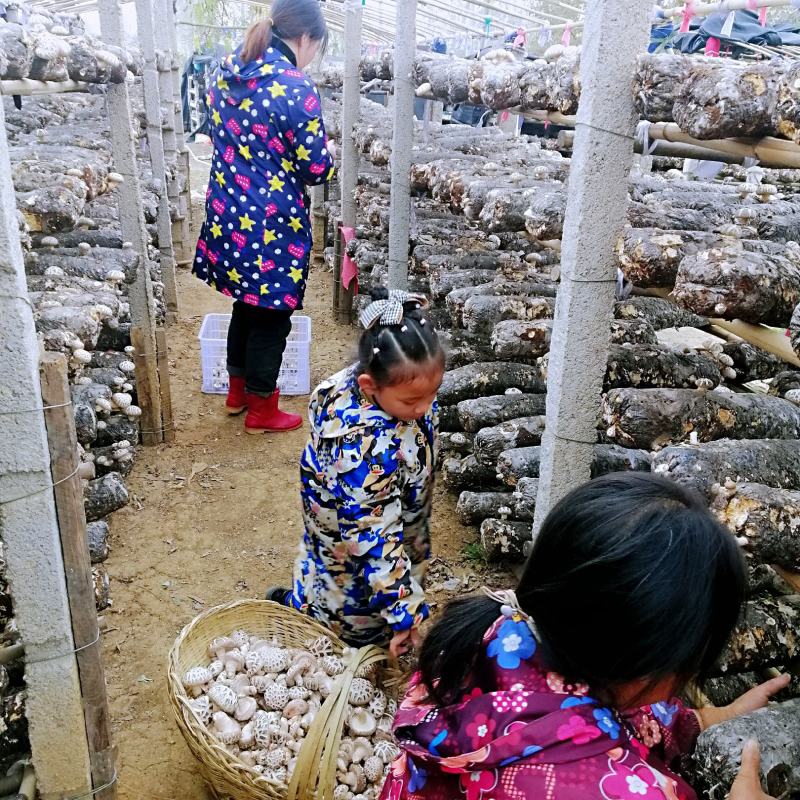 干香菇花菇基地直发，新菇批零量大优惠，包邮一件代发保质量