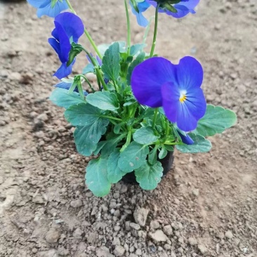 学起花卉三色堇基地直销,可视频看货!