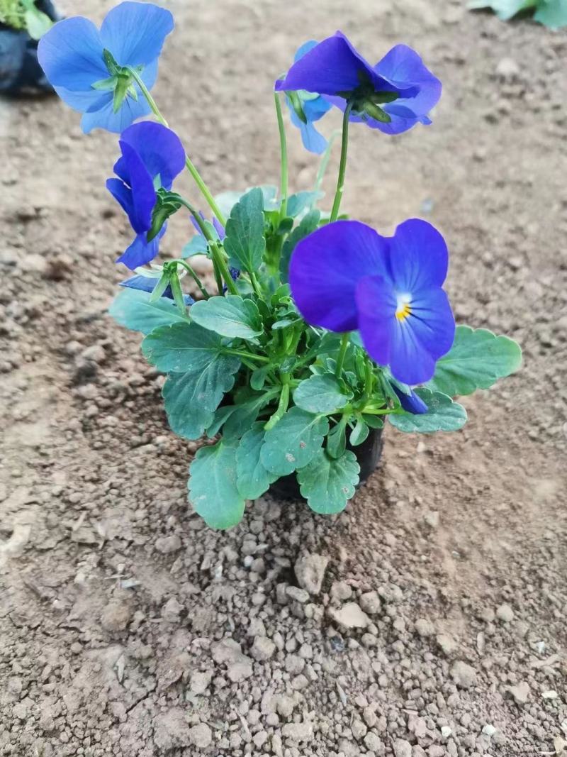 学起花卉三色堇基地直销，可视频看货！