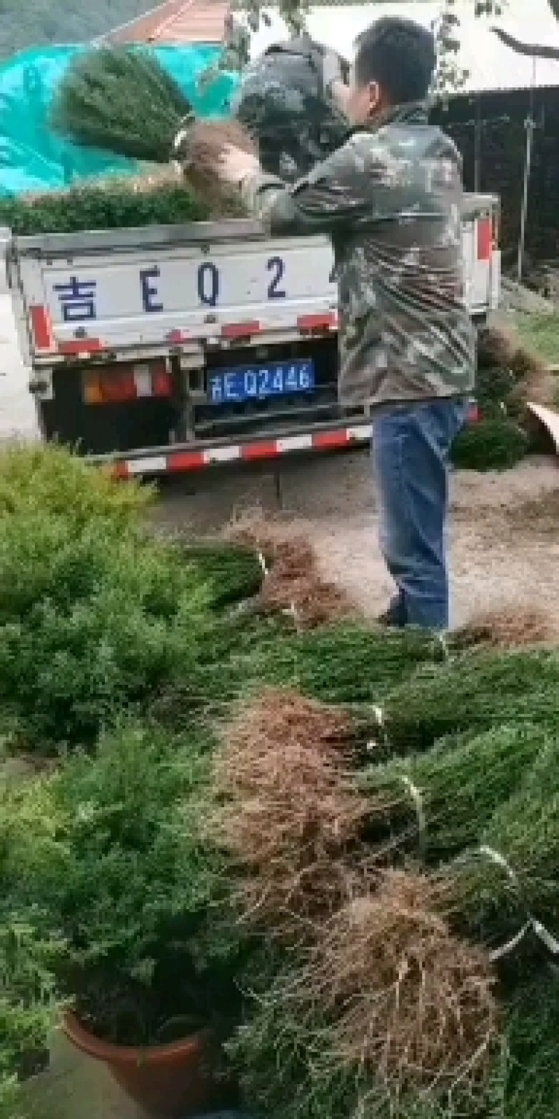 精品红豆杉苗产地直发一手货源品质保证量大从优。