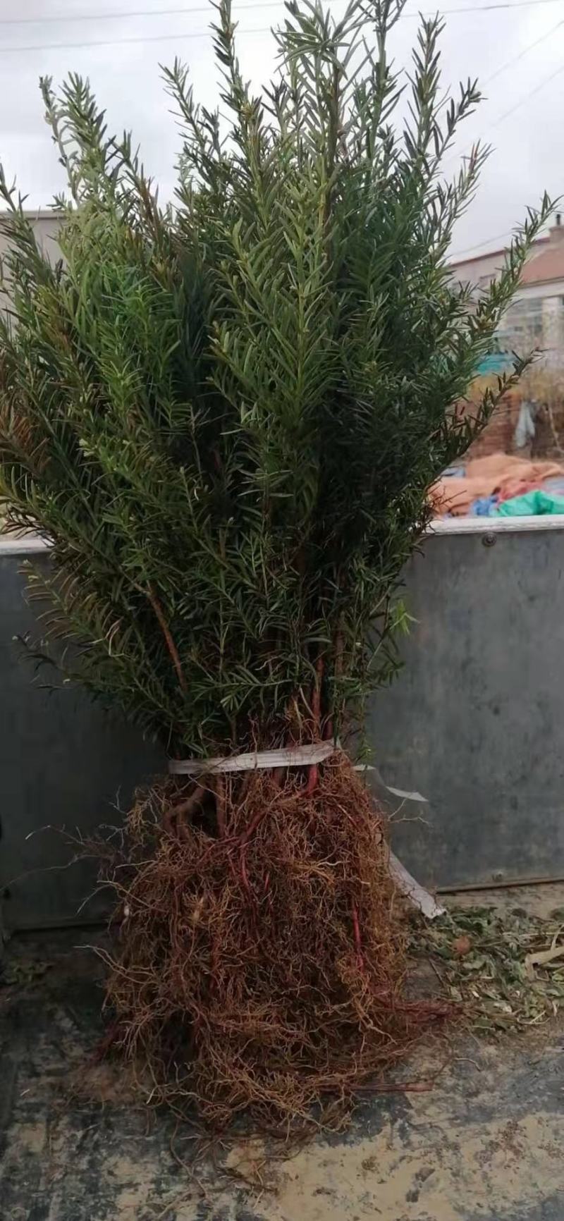 精品红豆杉苗产地直发一手货源品质保证量大从优。