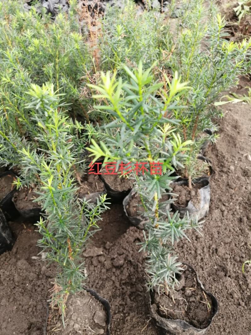 精品红豆杉苗产地直发一手货源品质保证量大从优。