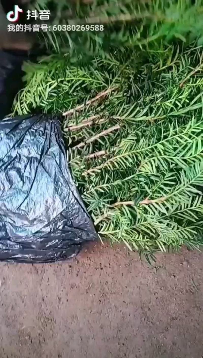 精品红豆杉苗产地直发一手货源品质保证量大从优。