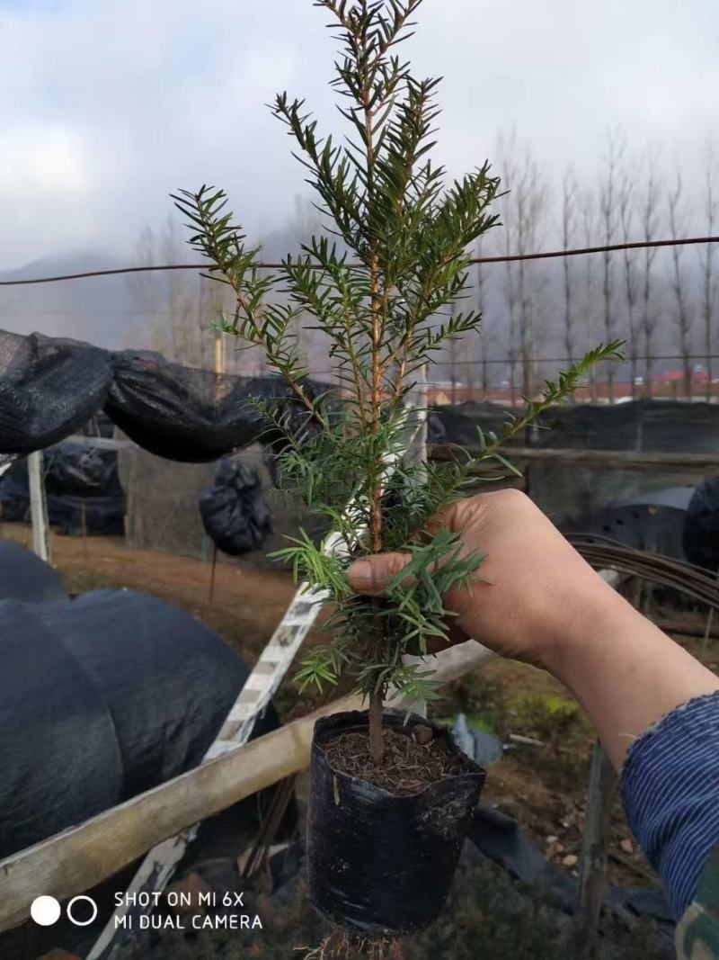 精品红豆杉苗产地直发一手货源品质保证量大从优。