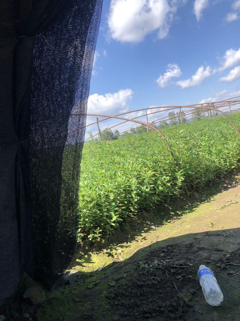 精品红豆杉苗产地直发一手货源品质保证量大从优。