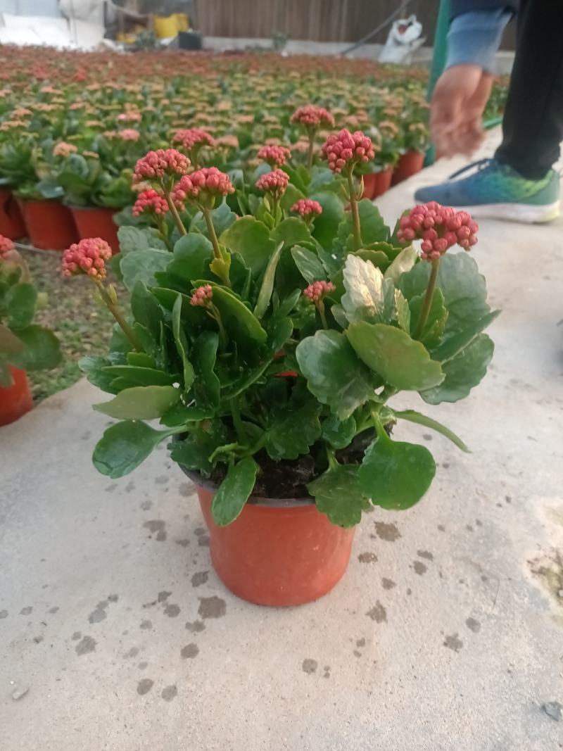 学起花卉长寿花基地直销品种全颜色多
