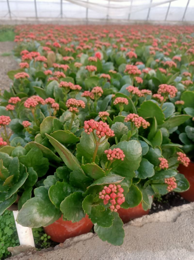 学起花卉长寿花基地直销品种全颜色多
