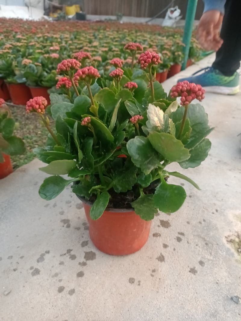 学起花卉长寿花基地直销品种全颜色多