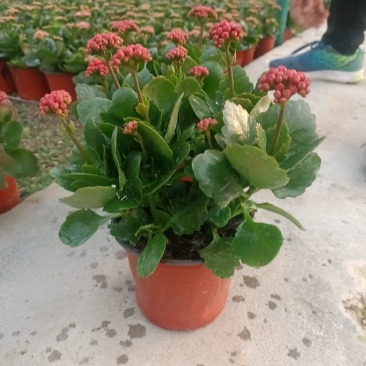 学起花卉长寿花基地直销品种全颜色多