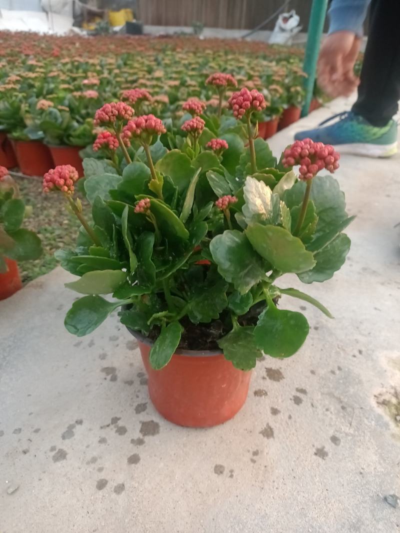 学起花卉长寿花基地直销品种全颜色多
