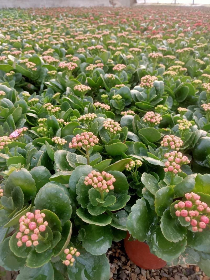 学起花卉长寿花基地直销品种全颜色多