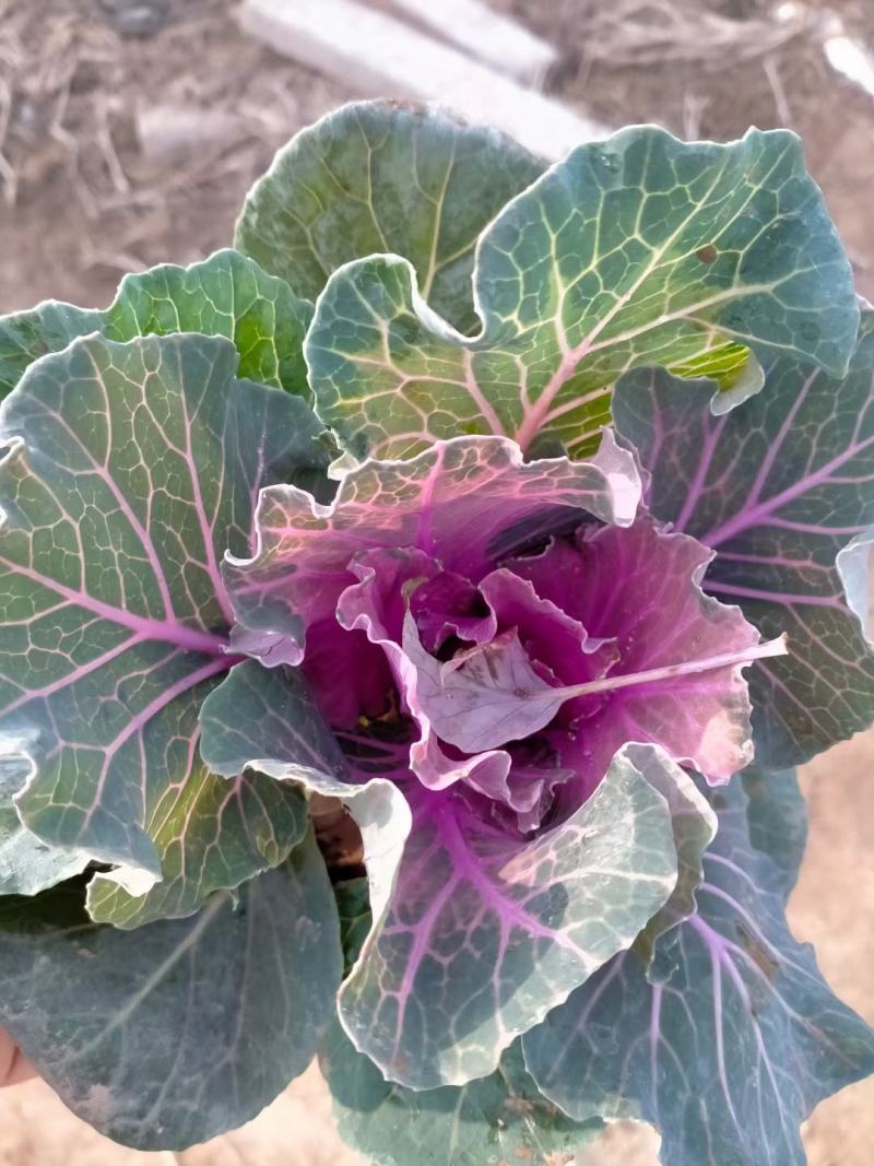 学起花卉，羽衣甘蓝，耐寒植物，基地直销，可视频看货
