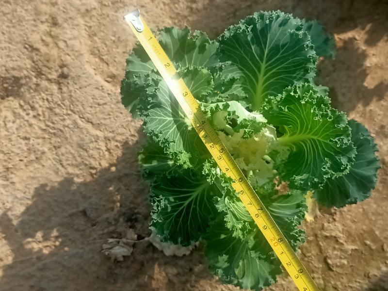 学起花卉，羽衣甘蓝，耐寒植物，基地直销，可视频看货