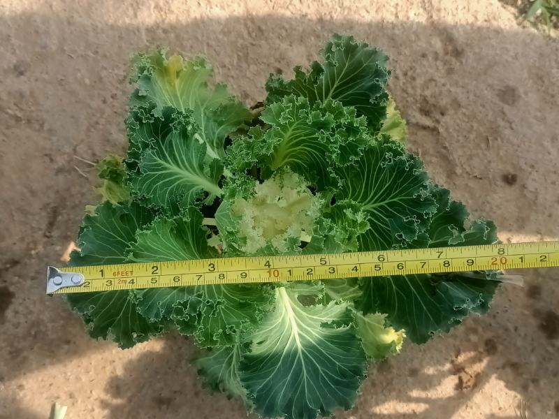 学起花卉，羽衣甘蓝，耐寒植物，基地直销，可视频看货