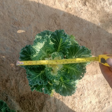 学起花卉，羽衣甘蓝，耐寒植物，基地直销，可视频看货