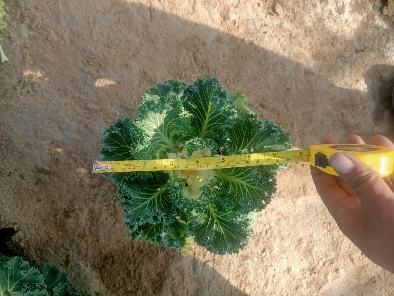 学起花卉，羽衣甘蓝，耐寒植物，基地直销，可视频看货