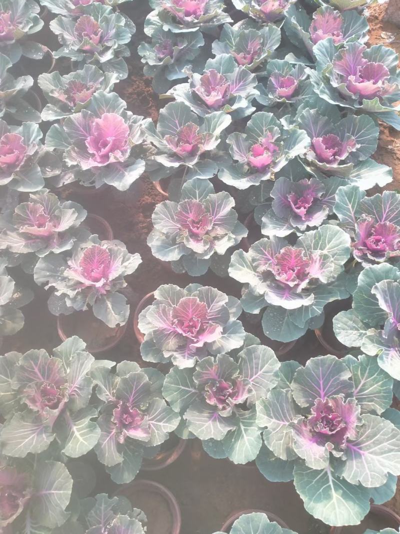 学起花卉，羽衣甘蓝，耐寒植物，基地直销，可视频看货