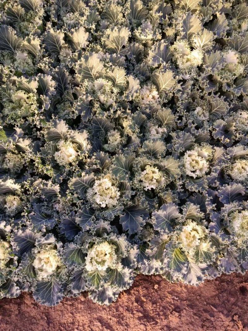 学起花卉，羽衣甘蓝，耐寒植物，基地直销，可视频看货