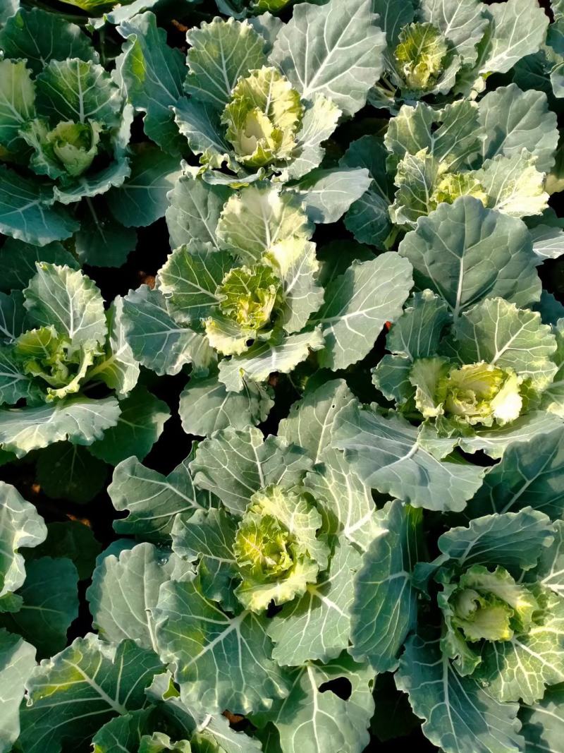 学起花卉，羽衣甘蓝，耐寒植物，基地直销，可视频看货