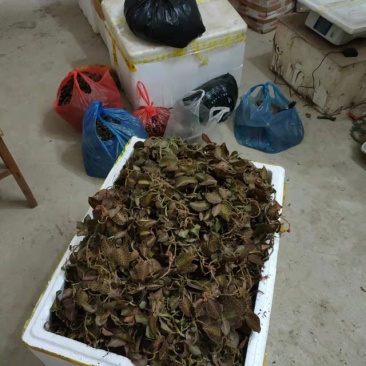 金线莲