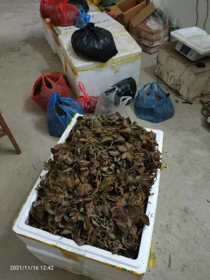 金线莲