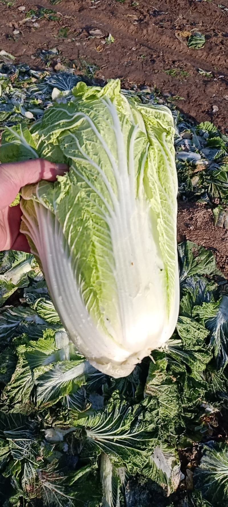 大白菜精品，大量上市中，基地直发，欢迎选购，