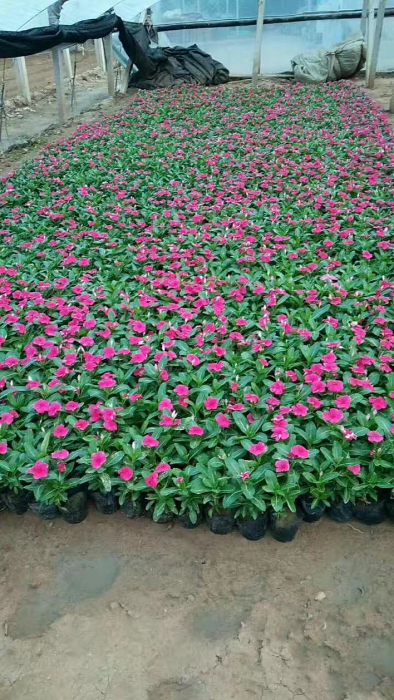 山东青州长春花基地直发可视频看货量大价优
