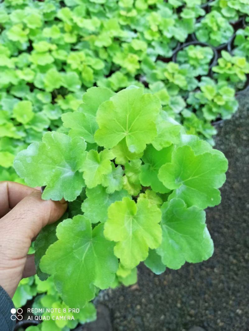 潍坊青州矾根地头价基地直发可视频看货量大价优