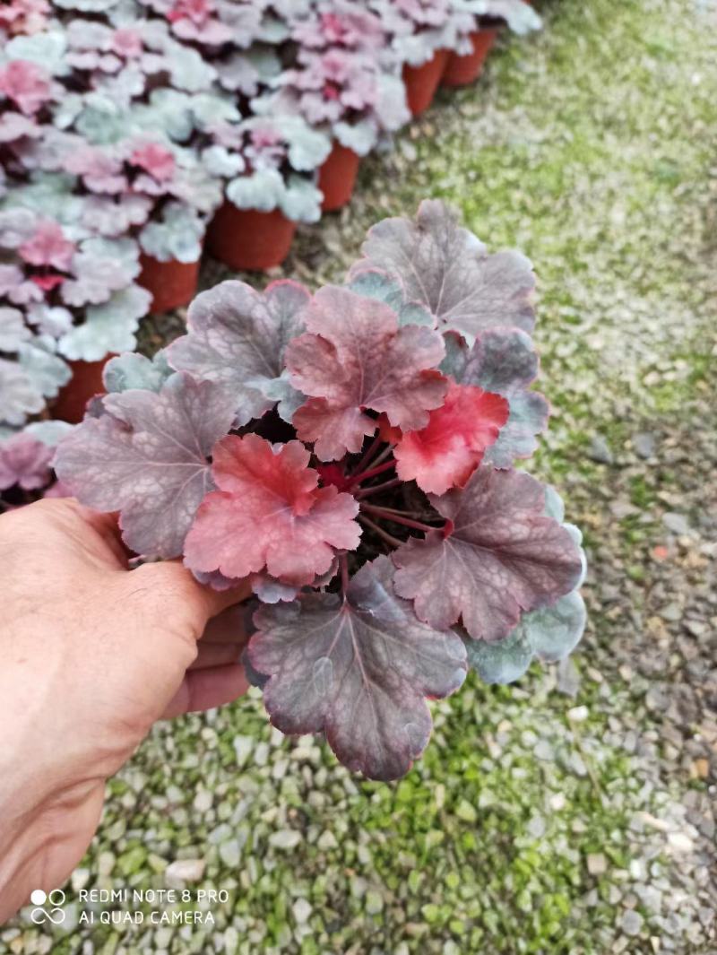 潍坊青州矾根地头价基地直发可视频看货量大价优