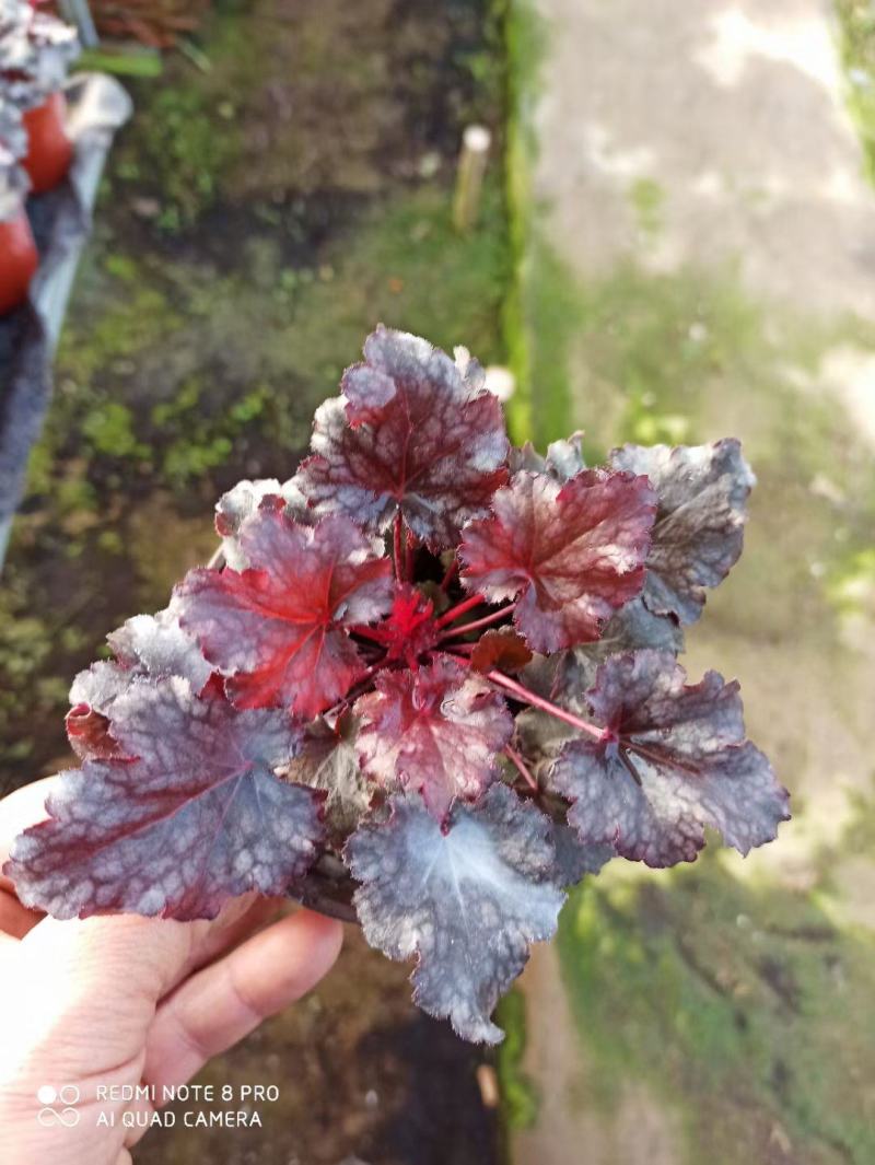 潍坊青州矾根地头价基地直发可视频看货量大价优