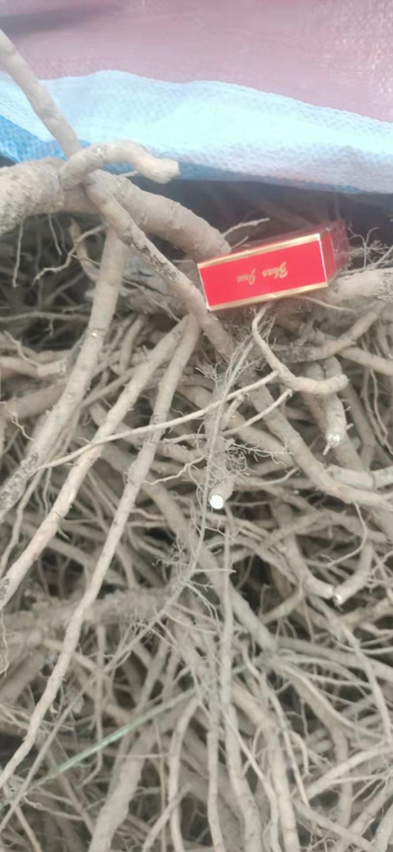 牡丹根鲜货，牡丹皮，大牡丹