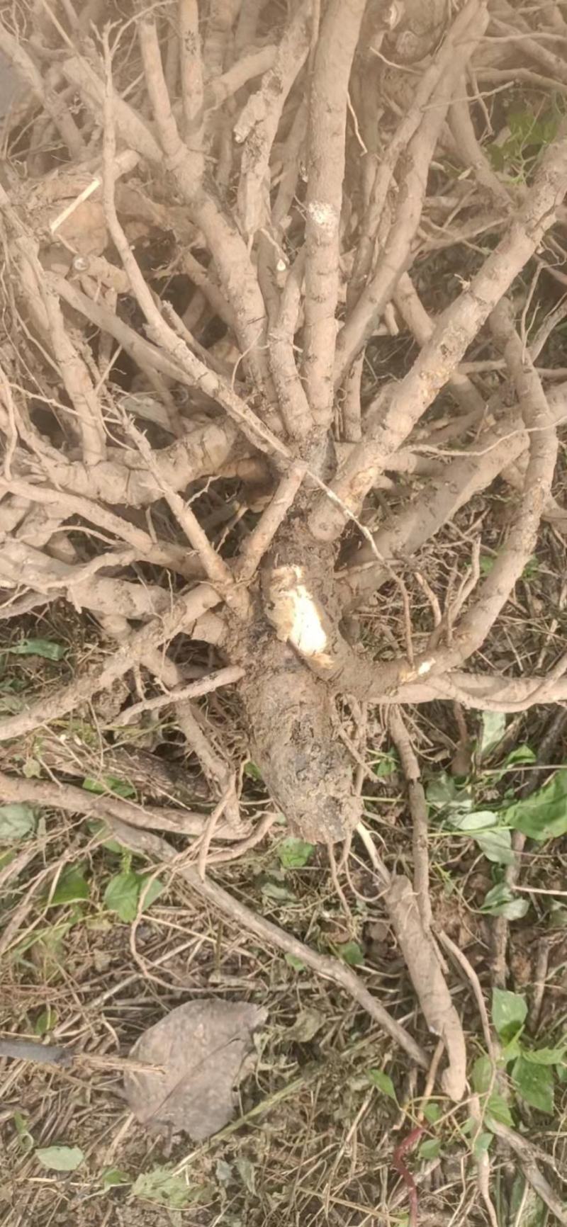 牡丹根鲜货，牡丹皮，大牡丹