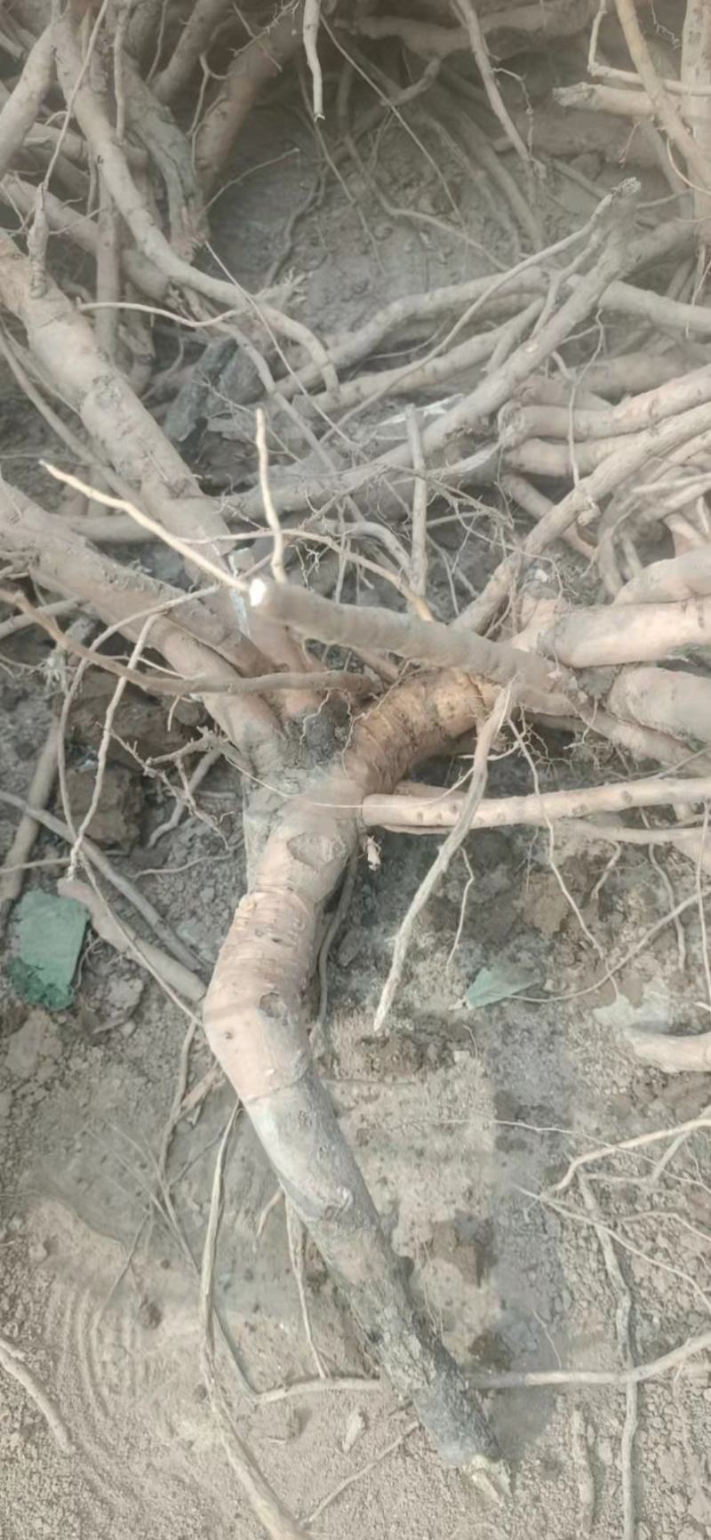 牡丹根鲜货，牡丹皮，大牡丹