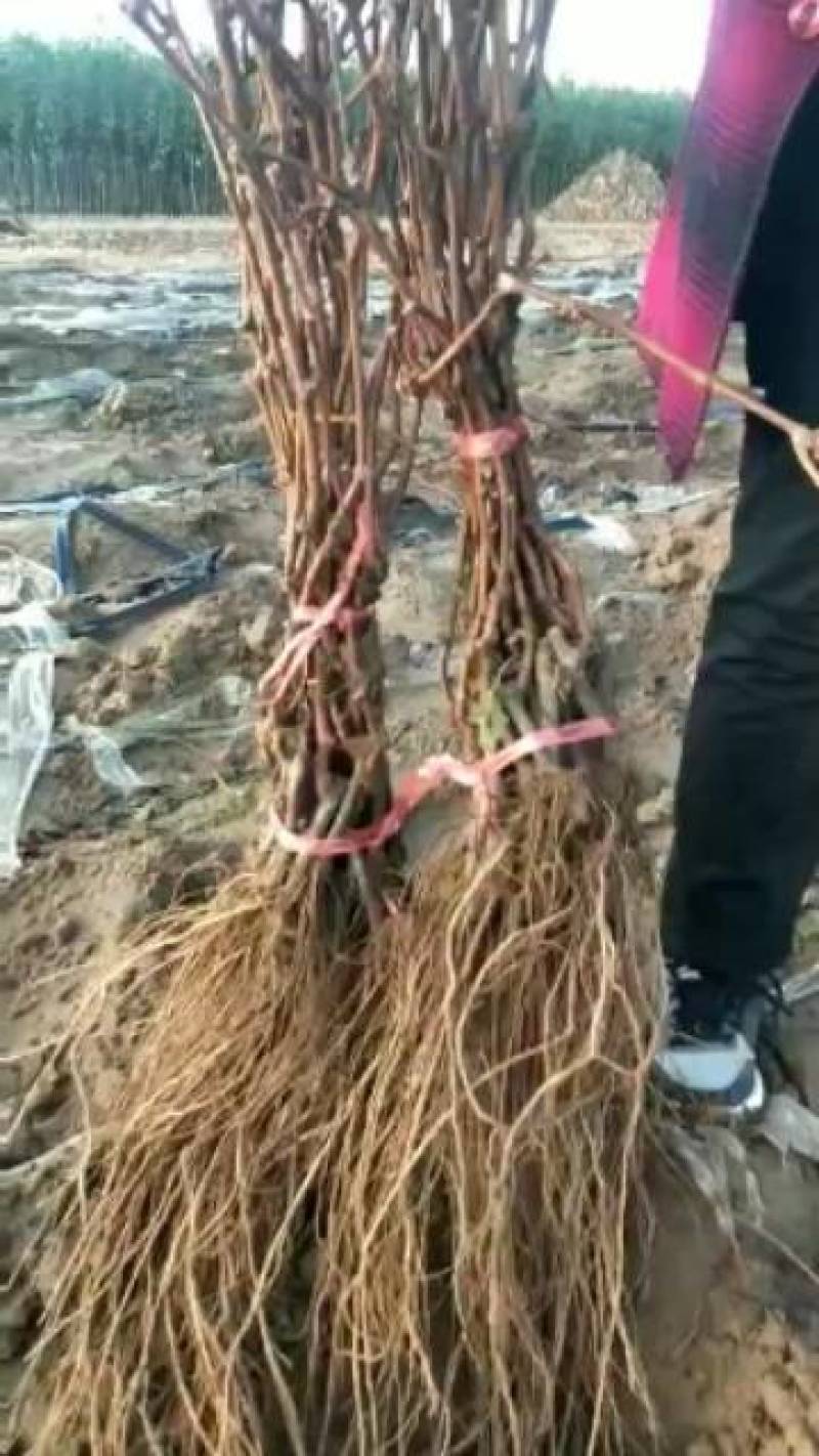红提葡萄苗成活率保证发货快