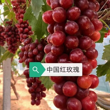 中国红玫瑰葡萄苗，假一赔十(每棵都精挑细选)