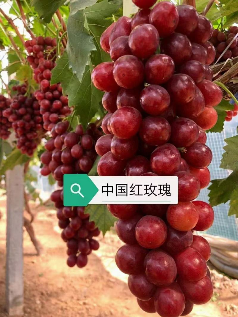 中国红玫瑰葡萄苗，假一赔十(每棵都精挑细选)