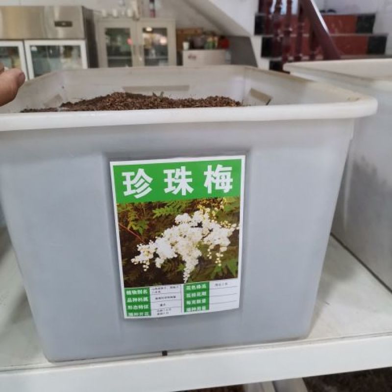 珍珠梅好种子林木种籽国产散装四季多年生工程绿化观叶种孑