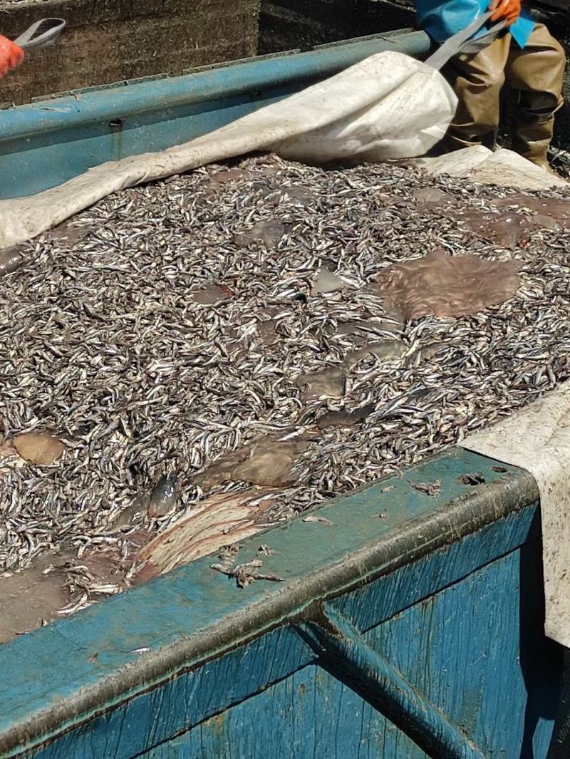 养殖饲料鱼粉进口鱼粉国产脱脂鱼粉高蛋白钙微量元素