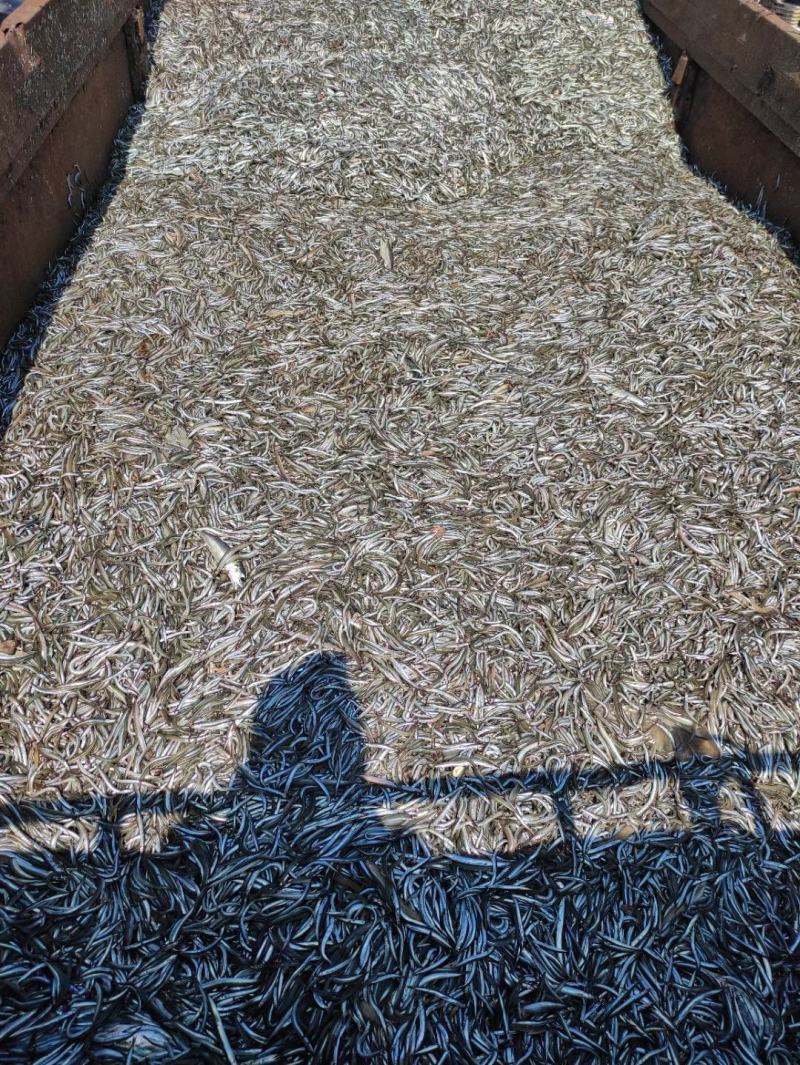养殖饲料鱼粉进口鱼粉国产脱脂鱼粉高蛋白钙微量元素