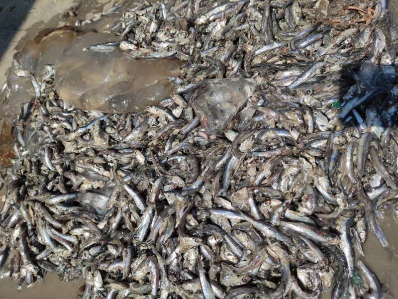 养殖饲料鱼粉进口鱼粉国产脱脂鱼粉高蛋白钙微量元素