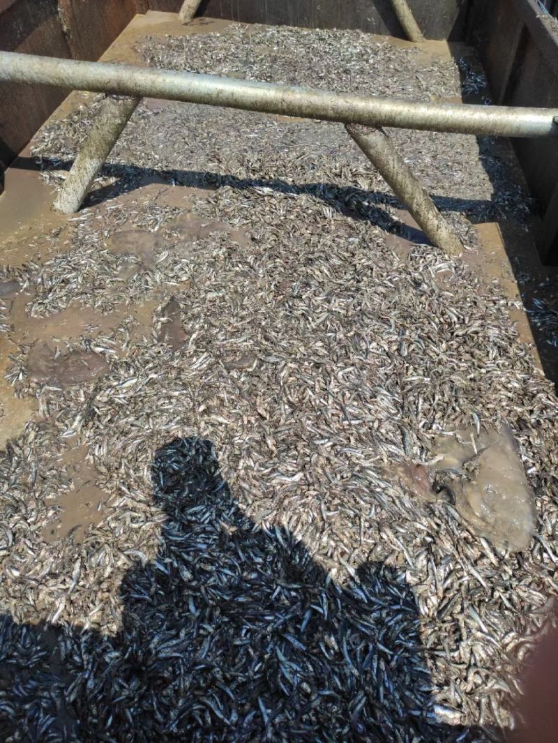 养殖饲料鱼粉进口鱼粉国产脱脂鱼粉高蛋白钙微量元素