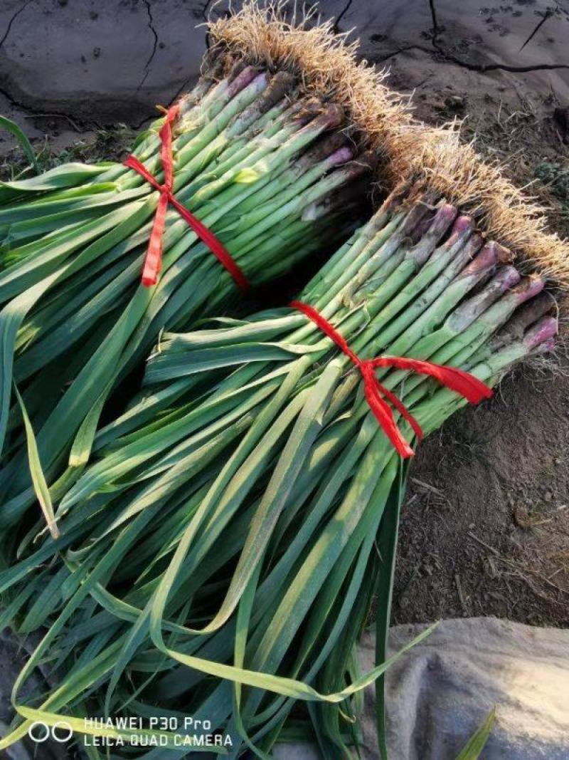 红根蒜苗根红苗正无干尖无黄叶地头现场装货保质保量