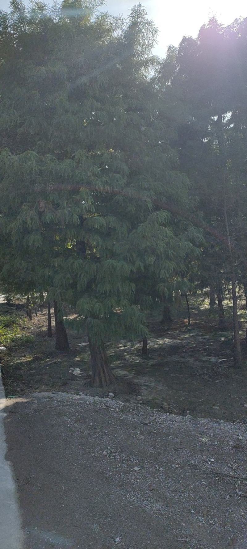 落羽杉池杉
